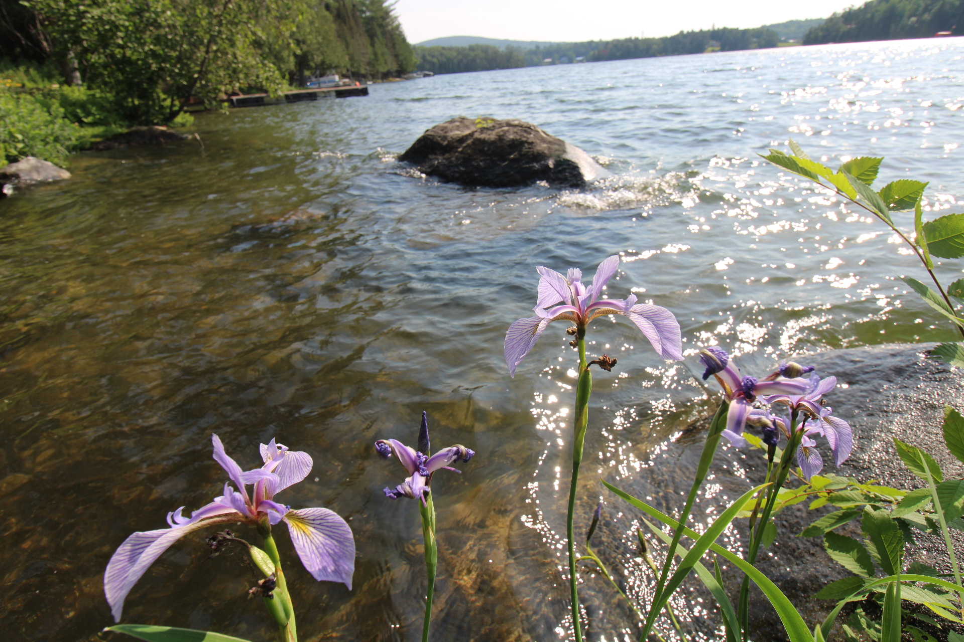 Wild purple irises blooming along the rocky shoreline of a Quebec lake